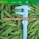 new season hot sale new crop iqf fresh raw material frozen green peas sugar snap peas